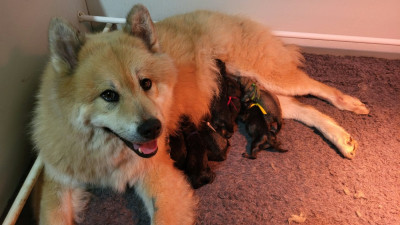 CHIOT 2